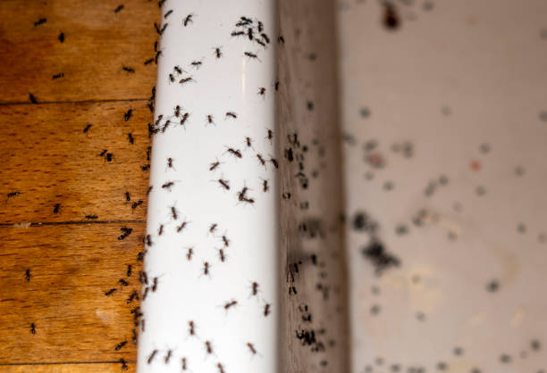 Best Insect Control  in Severn, MD