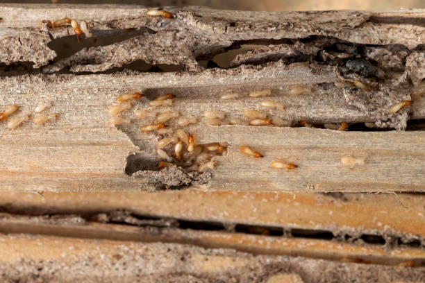 Best Wasp Removal Services  in Severn, MD